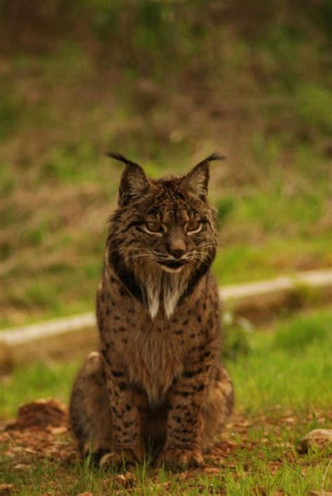 Iberian Lynx L Beautiful Wildcat Our Breathing Planet