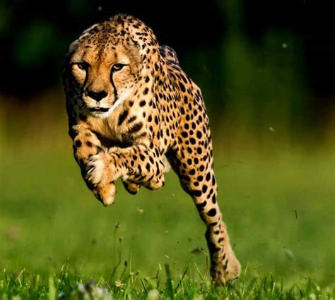 10 Fastest Animals In The World News Zee News