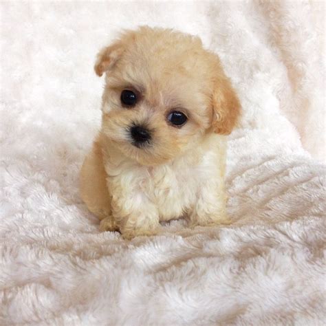 Top 10 Cutest Puppies Kadi Cute Puppy Breeds Cute