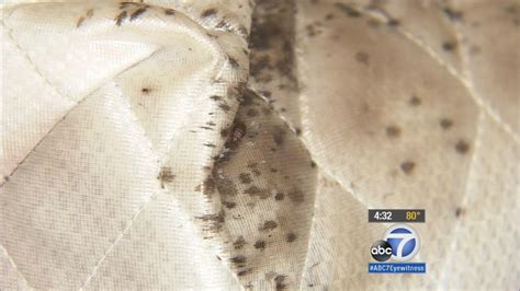 Glendale Apartment Infested With Bed Bugs Video