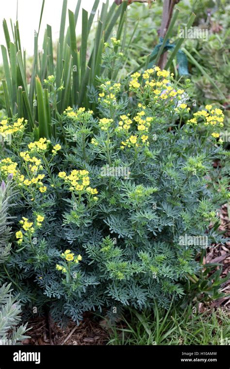 Close Up Of Ruta Graveolens Plant Or Also Known As Rue Common Rue Or