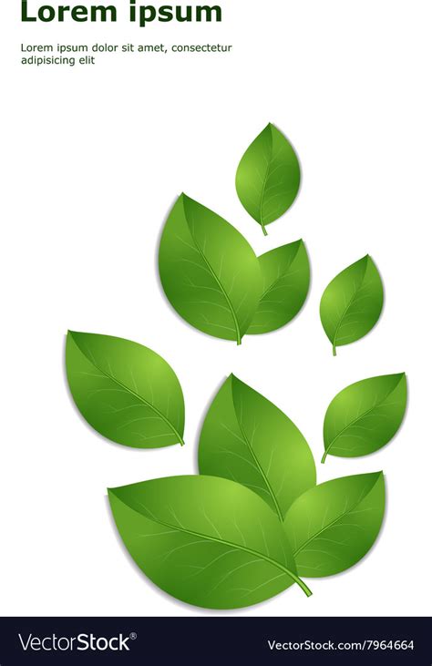 Green Leaves Template Royalty Free Vector Image