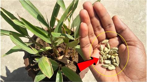 घर मे कैसे उगाए इलाइची का पौधा How To Grow Elaichi Plant From Seed