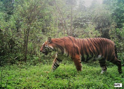 High Hopes For The Mountain Tigers Of Bhutan Iucn