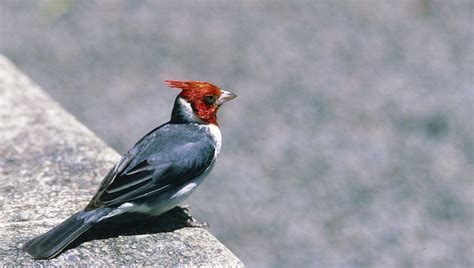 Hawaiian Cardinal Bird Photography Animals Bird