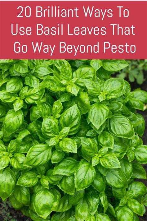 20 Clever Ways To Use Basil Leaves That Goes Way Beyond Pesto In 2020