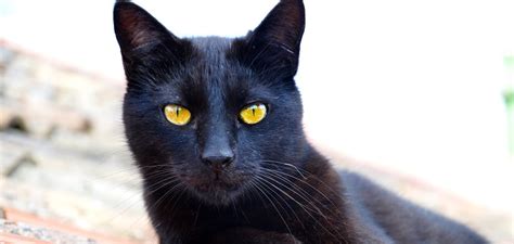 Waarom Is De Zwarte Kat Niet Populair Door Liekevdm Cattishnl