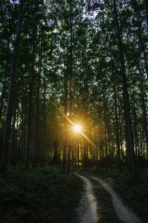 Free Picture Forest Road Sunrays Sunlight Backlight Bright
