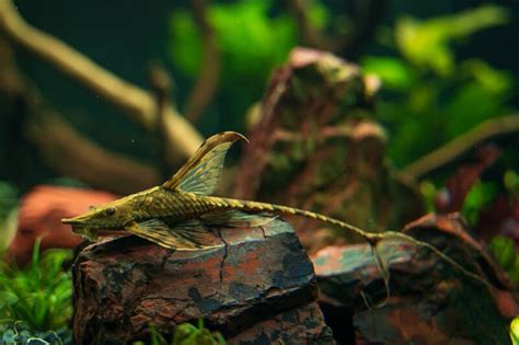 35 Most Exotic And Cool Freshwater Fish For Aquarium With Care Tips