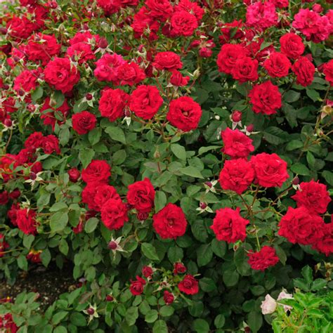 Oh My Floribunda Rose Red Fragrant Roses From Gurneys