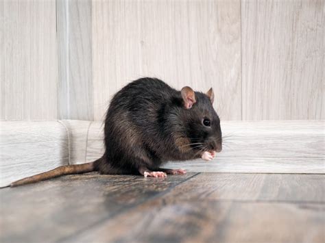 Penyakit Yang Ditularkan Oleh Tikus Pes Hingga Hantavirus Good