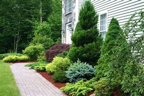 Garden Foundation Plants Evergreen Planting And Exterior Spaces Zone 9