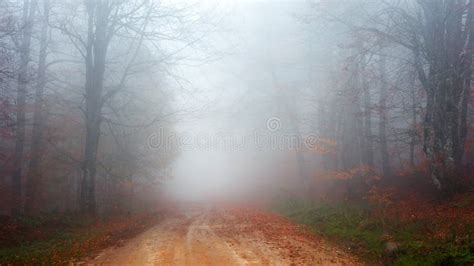 Foggy Forest Road Stock Photo Image Of Outdoor Season 130453592