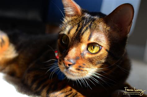 The bengal cat is a domesticated cat breed created from hybrids of domestic cats, especially the spotted egyptian mau, with the asian leopard cat (prionailurus bengalensis). What Are Toygers? Domestic Tiger-Cats as House Pets ...