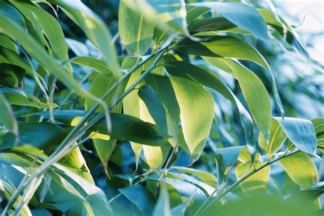 Bamboo Planting Growing And Buying Bamboo Plants Bbc Gardeners