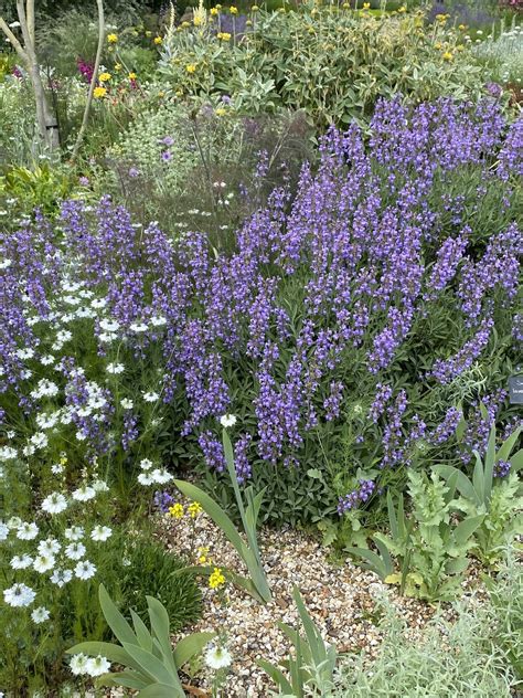 Salvia Lavandulifolia Beth Chattos Plants And Gardens