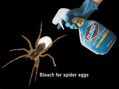 Can You Kill A Spider With Bleach Pest Phobia