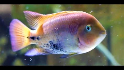 Vieja Melanurus Redhead Cichlid Synspilum Aquarium Fish Tank