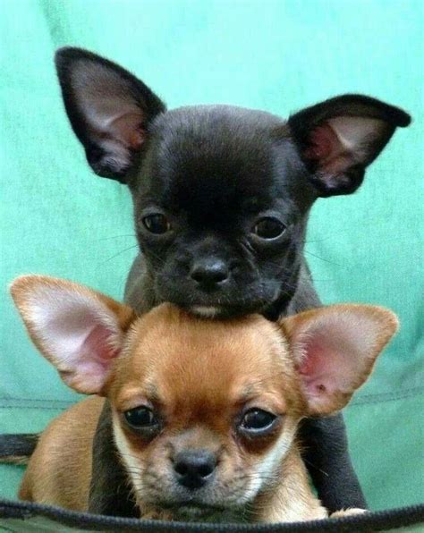 Pin By Michele Hansen On ~chihuahua Love 4~ Chihuahua Dogs Chihuahua