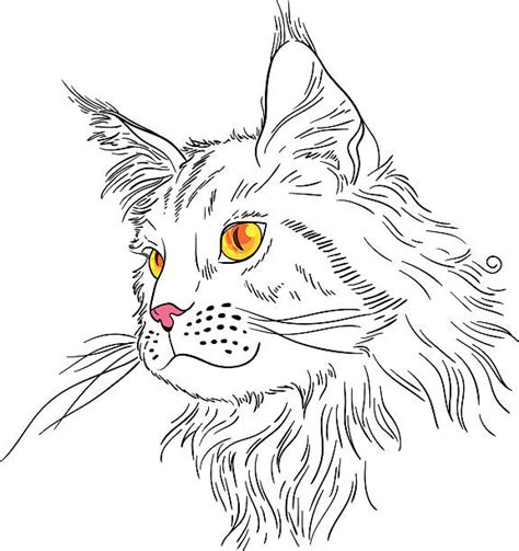 drawing of maine coon cat illustrations royalty free vector graphics and clip art istock