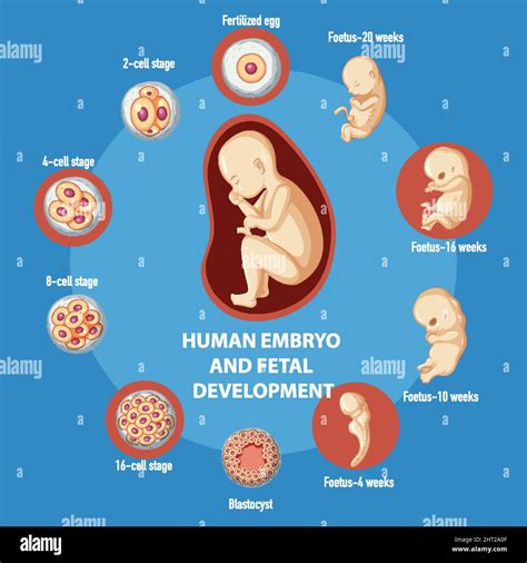 Ilustración Infográfica Del Desarrollo Embrionario Humano Imagen Vector