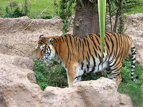 Bengal Tigers Beauties And The Beasts