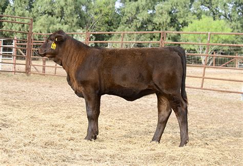 lot 24 lmc bbs fao bonita 5d 184 simbrah show heifer prospect cattle in motion cattle