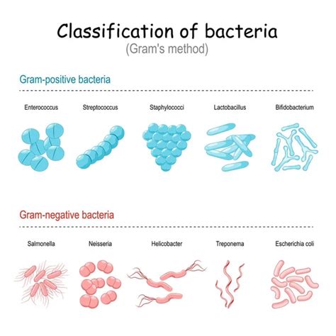 Clasificación De Bacterias El Método De La Abuela Bacterias