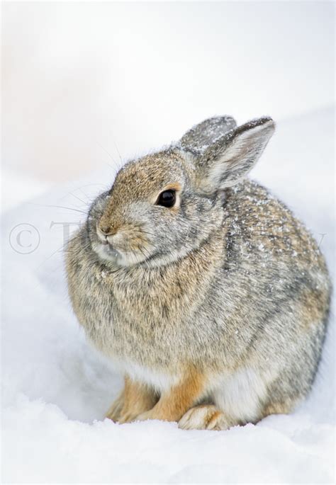 Cottontail Rabbit Snow Tom Murphy Photography