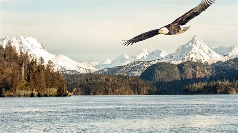 43338 Eagle Flying Bird Mountain Scenery 4k Wallpaper