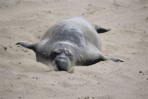 12 Super Cool Elephant Seal Pictures Laughtard