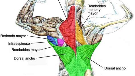 Anatomy Of The Back Muscles Fit People