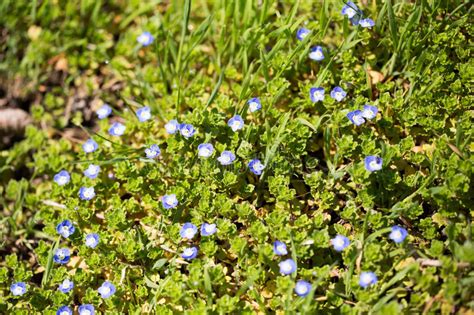 Little Blue Flowers In The Nature Stock Image Image Of Bright Season