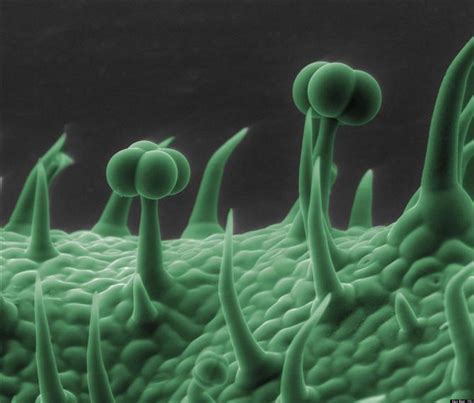 Microscopic Images