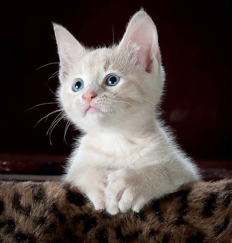 Kitty Cat Kitten Pet Animal Cute Feline Domestic Young Fur