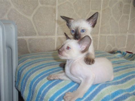 Seal Point And Chocolate Point Siamese Kitten