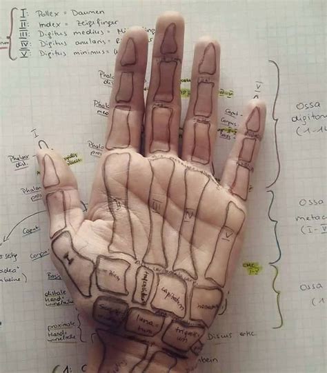 Hand Bones Huesos Mano Human Anatomy And Physiology Anatomy Hand