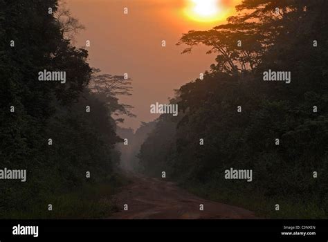 Congo Basin Forest High Resolution Stock Photography And Images Alamy