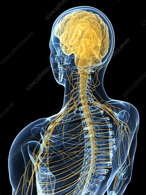 Human Nervous System Artwork Stock Image F0041389 Science Photo