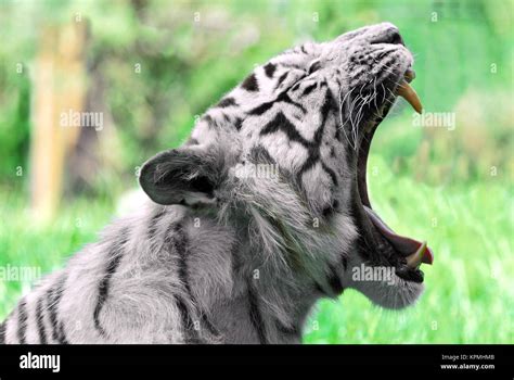 Tiger With Mouth Open High Resolution Stock Photography And Images