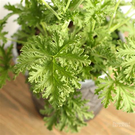 How To Grow Citronella Plants In Your Yard Or A Container