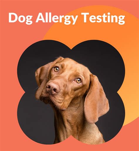 Dog Allergy Testing Thats So Fetch