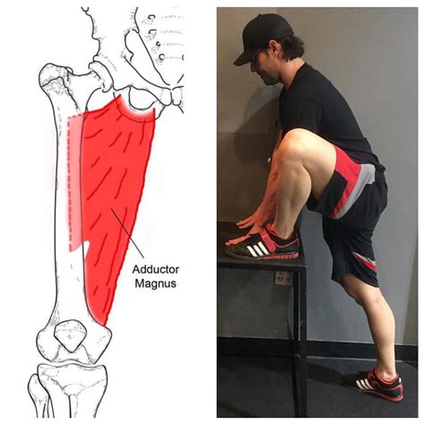 Adductor Magnus Is One Of Your Hip Adductors That Also Plays A Role In