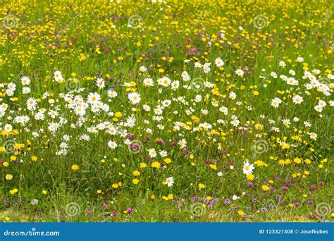 Beautiful Marguerites And Other Wildflowers On Flowering Mountain