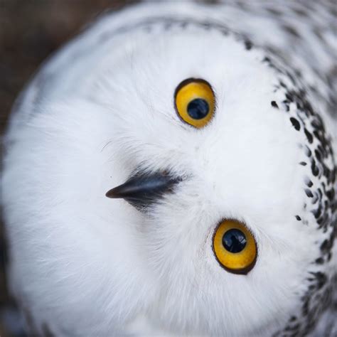 69 Snowy Owl Wallpaper