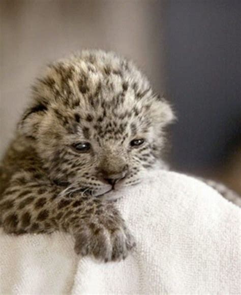 Pin By Sue Dwyer On Cats Baby Snow Leopard Cute Baby Animals Baby