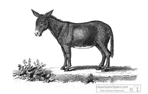 Illustrations Clipart Photo Image Donkey Animal Illustration 216 A