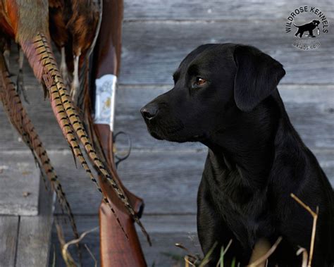Black Lab Duck Hunting Wallpapers Wallpaper Cave
