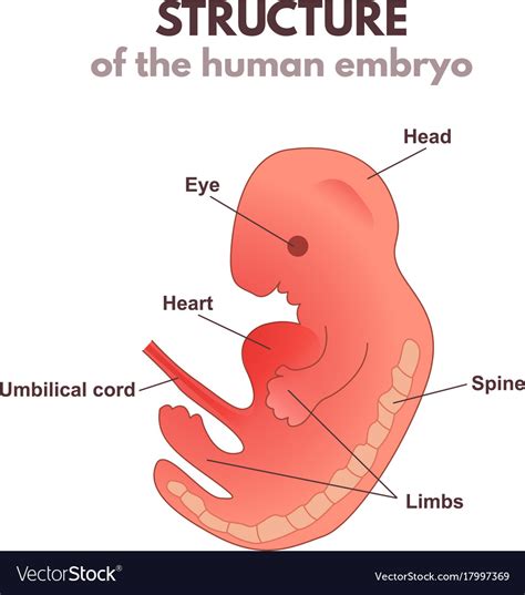 Human Embryo Diagram