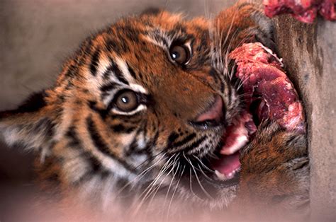 Also, indian buffaloes, moose, pheasants, rabbits, monkeys and even fish become the there are also facts that tigers eat and predators: Are tigers eating all our food? | IFAW - International ...